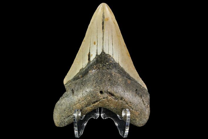 Fossil Megalodon Tooth - North Carolina #109872